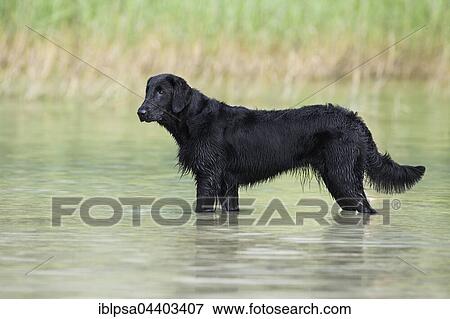 Flat-Coated Retriever, black, standing in water in front of reeds, Tyrol, Austria, Europe View Large Photo Image Stock Photo - Flat-Coated Retriever, black, standing in water in front of reeds, Tyrol, Austria, Europe. Fotosearch