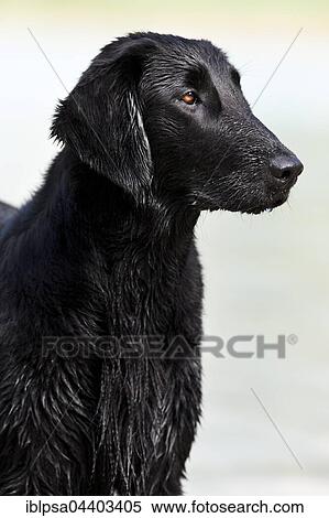 Flat-Coated Retriever, black, wet, portrait, Tyrol, Austria, Europe View Large Photo Image Stock Photography - Flat-Coated Retriever, black, wet, portrait, Tyrol, Austria, Europe. Fotosearch