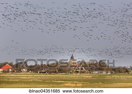 Flock, geese over Westerhever, North Frisia, Germany, Europe View Large Photo Image Stock Photography - Flock, geese over Westerhever, North Frisia, Germany, Europe. Fotosearch