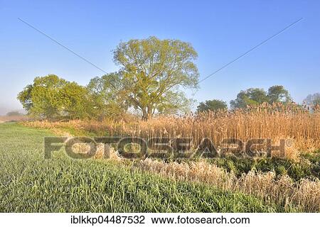 Floodplain, Middle Elbe Biosphere Reserve, Saxony-Anhalt, Germany, Europe View Large Photo Image Stock Image - Floodplain, Middle Elbe Biosphere Reserve, Saxony-Anhalt, Germany, Europe. Fotosearch