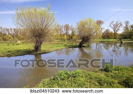 Floodplain with the Erft in spring, Museum Island Hombroich, Neuss, Lower Rhine, North Rhine-Westphalia, Germany, Europe View Large Photo Image Stock Image - Floodplain with the Erft in spring, Museum Island Hombroich, Neuss, Lower Rhine, North Rhine-Westphalia, Germany, Europe. Fotosearch