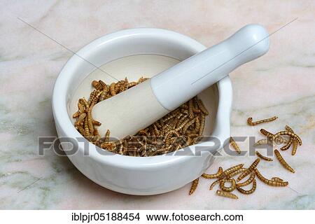 Flour worm, crushing of flour worms in grating bowl, Tenebrio molitor View Large Photo Image Picture - Flour worm, crushing of flour worms in grating bowl, Tenebrio molitor. Fotosearch