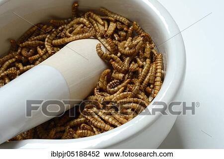 Flour worm, crushing of flour worms in grating bowl, Tenebrio molitor View Large Photo Image Stock Image - Flour worm, crushing of flour worms in grating bowl, Tenebrio molitor. Fotosearch