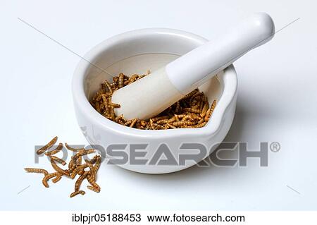 Flour worm, crushing of flour worms in grating bowl, Tenebrio molitor View Large Photo Image Stock Image - Flour worm, crushing of flour worms in grating bowl, Tenebrio molitor. Fotosearch
