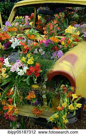 Stock Image - Flower decorated old car, flower show, horticultural show, Hampton Court Flower Show, London, England, Great Britain. Fotosearch