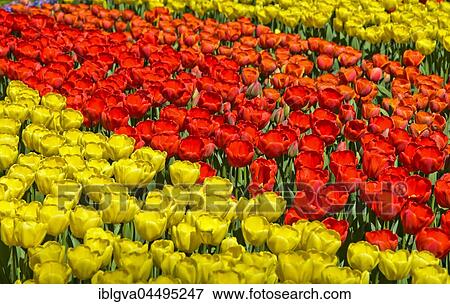 Flowerbeds with yellow and red Dutch tulips, Keukenhof flower show, Lisse, The Netherlands, Europe View Large Photo Image Stock Photo - Flowerbeds with yellow and red Dutch tulips, Keukenhof flower show, Lisse, The Netherlands, Europe. Fotosearch