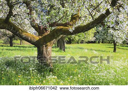 Stock Image - Flowering fruit trees in spring, Switzerland, Europe. Fotosearch