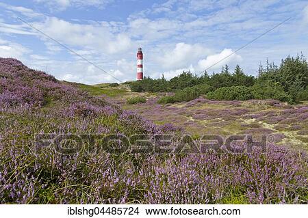 Flowering heather, lighthouse, Amrum, North Frisia, Schleswig-Holstein, Germany, Europe View Large Photo Image Picture - Flowering heather, lighthouse, Amrum, North Frisia, Schleswig-Holstein, Germany, Europe. Fotosearch