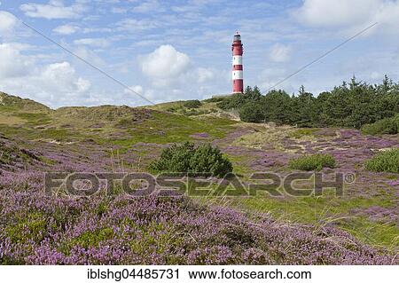 Flowering heather, lighthouse, Amrum, North Frisia, Schleswig-Holstein, Germany, Europe View Large Photo Image Stock Image - Flowering heather, lighthouse, Amrum, North Frisia, Schleswig-Holstein, Germany, Europe. Fotosearch