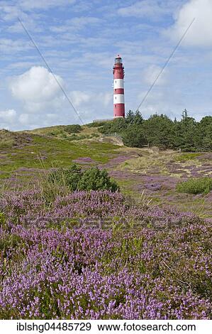 Flowering heather, lighthouse, Amrum, North Frisia, Schleswig-Holstein, Germany, Europe View Large Photo Image Stock Photo - Flowering heather, lighthouse, Amrum, North Frisia, Schleswig-Holstein, Germany, Europe. Fotosearch
