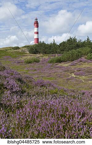 Flowering heather, lighthouse, Amrum, North Frisia, Schleswig-Holstein, Germany, Europe View Large Photo Image Stock Photography - Flowering heather, lighthouse, Amrum, North Frisia, Schleswig-Holstein, Germany, Europe. Fotosearch