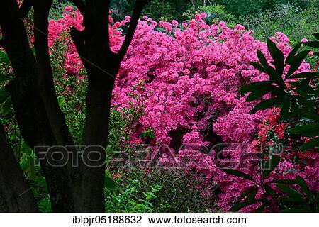 Stock Image - Flowering pink azaleas, Japanese azalea, Rhododendron x obtusum. Fotosearch