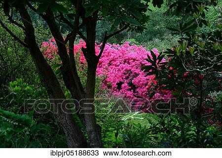 Stock Image - Flowering pink azaleas, Japanese azalea, Rhododendron x obtusum. Fotosearch