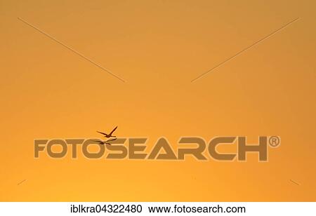 Flying birds at sunrise, morning atmosphere, Danube Delta, Sulina, Romania, Europe View Large Photo Image Stock Image - Flying birds at sunrise, morning atmosphere, Danube Delta, Sulina, Romania, Europe. Fotosearch