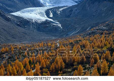 Foothills of the Morteratsch Glacier with larch, Larix decidua, glacier melt, Bernina Group, Upper Engadine, Canton Graubünden, Switzerland, Europe View Large Photo Image Stock Photo - Foothills of the Morteratsch Glacier with larch, Larix decidua, glacier melt, Bernina Group, Upper Engadine, Canton Graubünden, Switzerland, Europe. Fotosearch