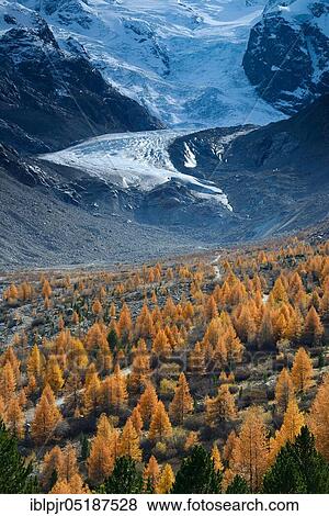 Foothills of the Morteratsch Glacier with larch, Larix decidua, glacier melt, Bernina Group, Upper Engadine, Canton Graubünden, Switzerland, Europe View Large Photo Image Stock Photo - Foothills of the Morteratsch Glacier with larch, Larix decidua, glacier melt, Bernina Group, Upper Engadine, Canton Graubünden, Switzerland, Europe. Fotosearch