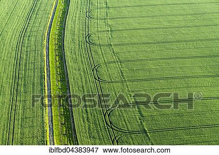 Stock Photo - Footpath and the tracks of a tractor on a green field, Königstein, Saxony, Germany, Europe. Fotosearch