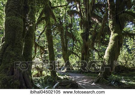 Footpath through draped with moss trees in the Hoh Rainforest, near Forks, Olympic National Park, Washington, USA, North America View Large Photo Image Stock Photography - Footpath through draped with moss trees in the Hoh Rainforest, near Forks, Olympic National Park, Washington, USA, North America. Fotosearch