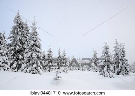 Forest, spruces with snow, fog, snowy white landscape in winter, Harz National Park, in Schierke, Saxony-Anhalt, Germany, Europe View Large Photo Image Stock Image - Forest, spruces with snow, fog, snowy white landscape in winter, Harz National Park, in Schierke, Saxony-Anhalt, Germany, Europe. Fotosearch