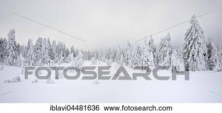 Forest, spruces with snow, fog, snowy white landscape in winter, Harz National Park, in Schierke, Saxony-Anhalt, Germany, Europe View Large Photo Image Stock Photograph - Forest, spruces with snow, fog, snowy white landscape in winter, Harz National Park, in Schierke, Saxony-Anhalt, Germany, Europe. Fotosearch
