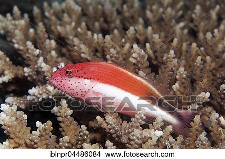 Picture - Forsters Hawkfish (Paracirrhites forsteri), Indian Ocean, Maldives, Asia. Fotosearch