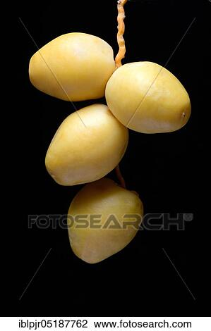 Fresh dates, Bahri date, Origin Namibia View Large Photo Image Stock Image - Fresh dates, Bahri date, Origin Namibia. Fotosearch