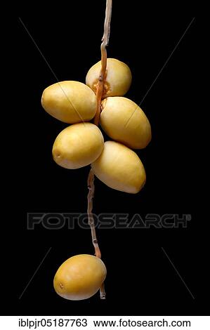 Stock Image - Fresh dates, Bahri date, Origin Namibia. Fotosearch
