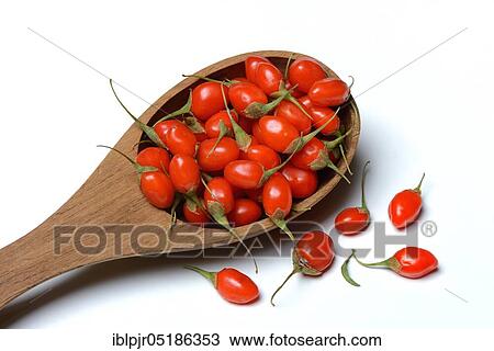 Fresh goji berries (Lycium barbarum) in wooden spoon View Large Photo Image Stock Image - Fresh goji berries (Lycium barbarum) in wooden spoon. Fotosearch