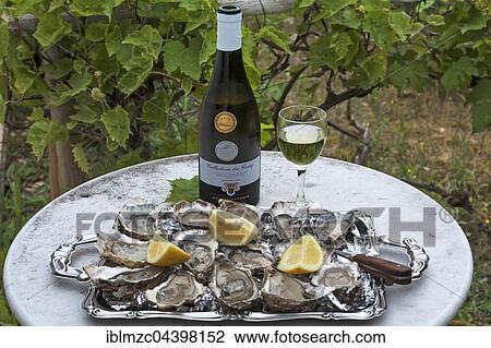 Fresh oysters (Ostreidae) with lemon and an oyster knife on a tray, white wine, vines, Vandée, Atlantic coast, France, Europe View Large Photo Image Stock Image - Fresh oysters (Ostreidae) with lemon and an oyster knife on a tray, white wine, vines, Vandée, Atlantic coast, France, Europe. Fotosearch