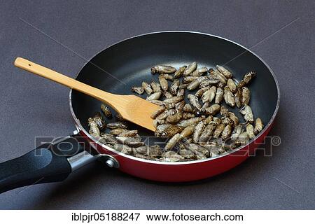 Stock Photo - Fried crickets in pan, Acheta domesticus. Fotosearch