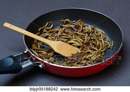 Stock Image - Fried mealworms in pan, Tenebrio molitor. Fotosearch