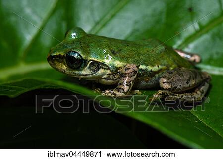 Frog (Boophis microtympanum), Anja Community Reserve, Madagascar, Africa View Large Photo Image Stock Image - Frog (Boophis microtympanum), Anja Community Reserve, Madagascar, Africa. Fotosearch