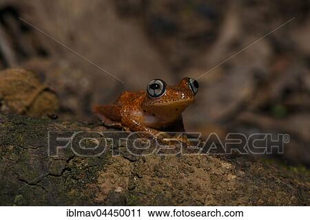 Frog (Boophis pyrrhus), Andasibe National Park, Madagascar, Africa View Large Photo Image Stock Image - Frog (Boophis pyrrhus), Andasibe National Park, Madagascar, Africa. Fotosearch