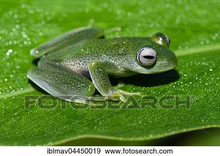 Frog (Boophis sandrae), Andasibe National Park, Madagascar, Africa View Large Photo Image Stock Photo - Frog (Boophis sandrae), Andasibe National Park, Madagascar, Africa. Fotosearch
