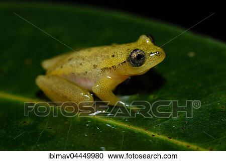 Stock Image - Frog (Heterixalus betsileo), Andasibe National Park, Madagascar, Africa. Fotosearch