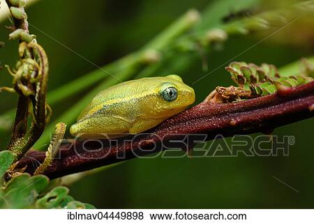 Stock Photo - Frog (Heterixalus luteostriatus), Isalo National Park, Madagascar, Africa. Fotosearch