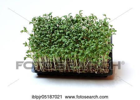 Stock Image - Garden cress (Lepidium sativum) cress sprouts. Fotosearch