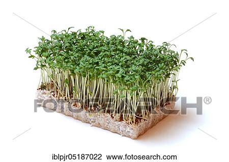 Stock Image - Garden cress (Lepidium sativum) cress sprouts. Fotosearch