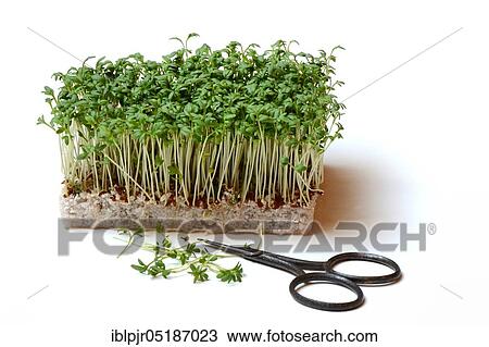 Garden cress (Lepidium sativum) cress sprouts View Large Photo Image Stock Image - Garden cress (Lepidium sativum) cress sprouts. Fotosearch
