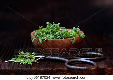 Garden cress (Lepidium sativum) in bowl with scissors, cress sprouts View Large Photo Image Picture - Garden cress (Lepidium sativum) in bowl with scissors, cress sprouts. Fotosearch