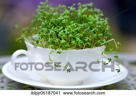 Garden cress ( Lepidium sativum) in coffee cup, cress sprouts View Large Photo Image Stock Image - Garden cress ( Lepidium sativum) in coffee cup, cress sprouts. Fotosearch