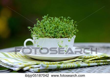 Stock Image - Garden cress ( Lepidium sativum) in coffee cup, cress sprouts. Fotosearch