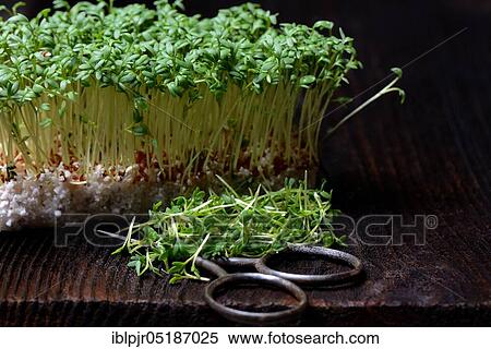 Garden cress (Lepidium sativum) with scissors, cress sprouts View Large Photo Image Stock Photography - Garden cress (Lepidium sativum) with scissors, cress sprouts. Fotosearch