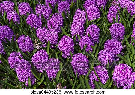 Garden Hyacinth (Hyacinthus orientalis), Keukenhof, Lisse, The Netherlands, Europe View Large Photo Image Stock Photograph - Garden Hyacinth (Hyacinthus orientalis), Keukenhof, Lisse, The Netherlands, Europe. Fotosearch
