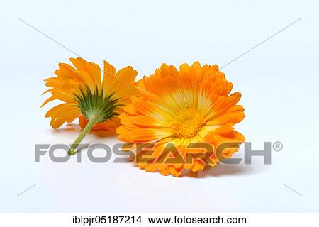 Garden Marigold (Calendula officinalis) View Large Photo Image Picture - Garden Marigold (Calendula officinalis). Fotosearch