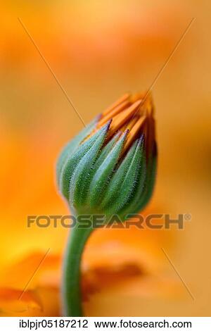 Stock Image - Garden Marigold (Calendula officinalis). Fotosearch