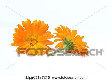 Stock Photography - Garden Marigold (Calendula officinalis). Fotosearch