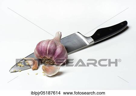 Picture - Garlic bulb and cloves of garlic on knife, Allium sativum. Fotosearch