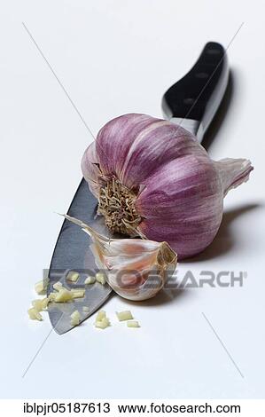 Stock Image - Garlic bulb and cloves of garlic on knife, Allium sativum. Fotosearch
