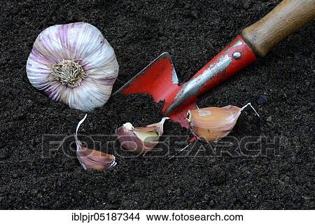Picture - Garlic cloves with garden shovel, garlic, garlic bulb, garlic clove, Allium sativum. Fotosearch
